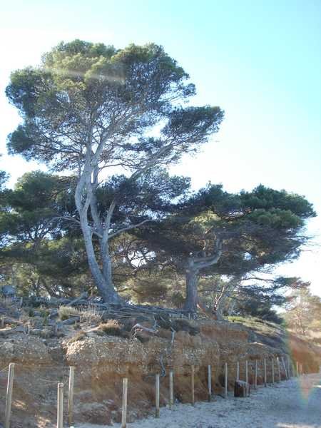 porquerolles 2007 aist 093