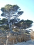 Cliquez ici pour voir l'image (porquerolles_2007_aist_093.jpg)