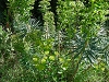 Cliquez ici pour voir l'image (10-euphorbes.jpg)